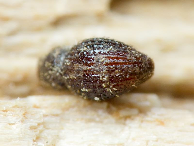 Acalles (Acalles) echinatus (Germar, 1824)